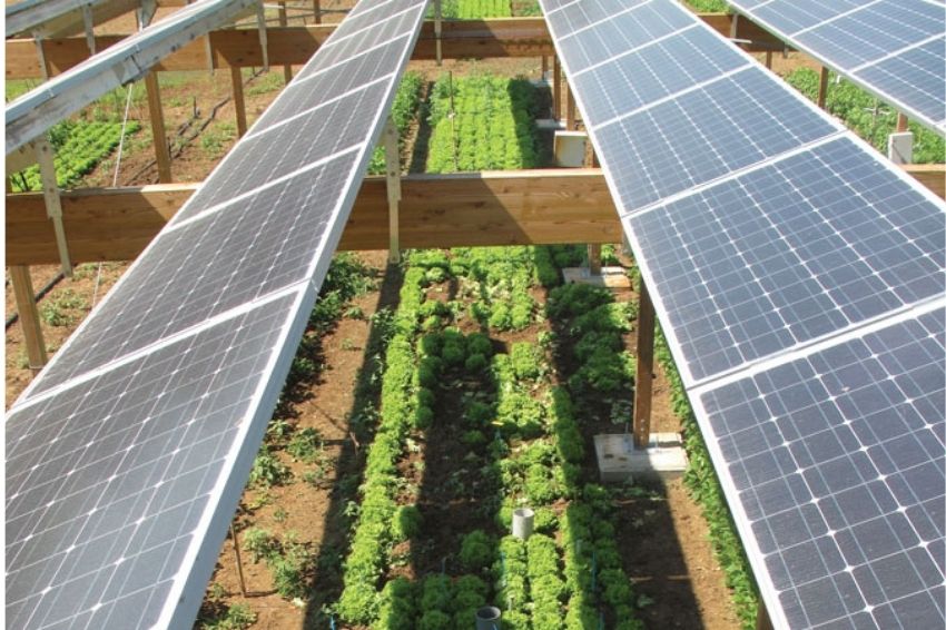 Sistemas agrivoltaicos fomenta a energia solar e a produção no campo 