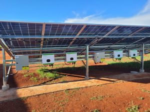 Instalação de energia solar dará economia de R$ 43 mil a produtor rural - imagem 2
