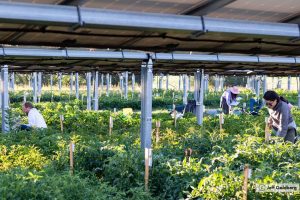 Canal Solar Agrovoltaicos modelo sustentável para o futuro