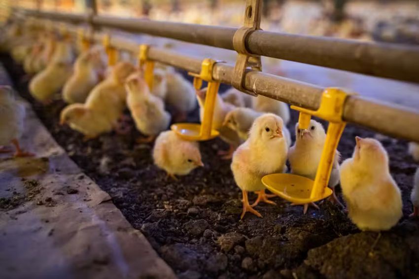 Sete em cada dez empresas avícolas investem em energias renováveis