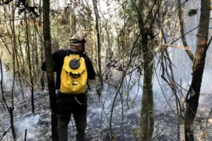 Alta de queimadas impacta o setor elétrico, alerta Climatempo