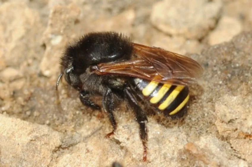 Mandaçaia (Melipona quadrifasciata anthidioides). Foto: Instituto Rã-bugio/Reprodução