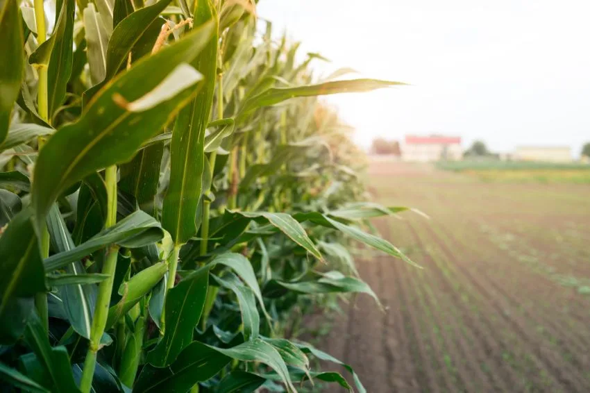 Canal solar - Agro é responsável por 60% da energia renovável utilizada no Brasil