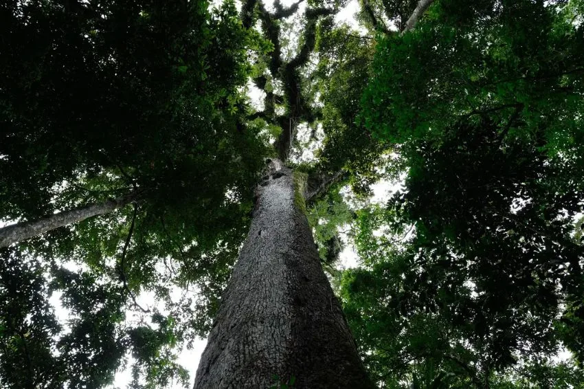 Canal Solar -Governo veta 63 trechos do PL de licenciamento ambiental e envia novo texto ao Congresso