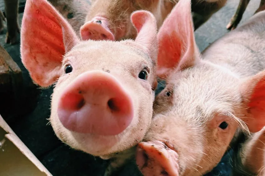 Detentora das marcas Sadia e Perdigão amplia produção de aves e suínos com energia solar