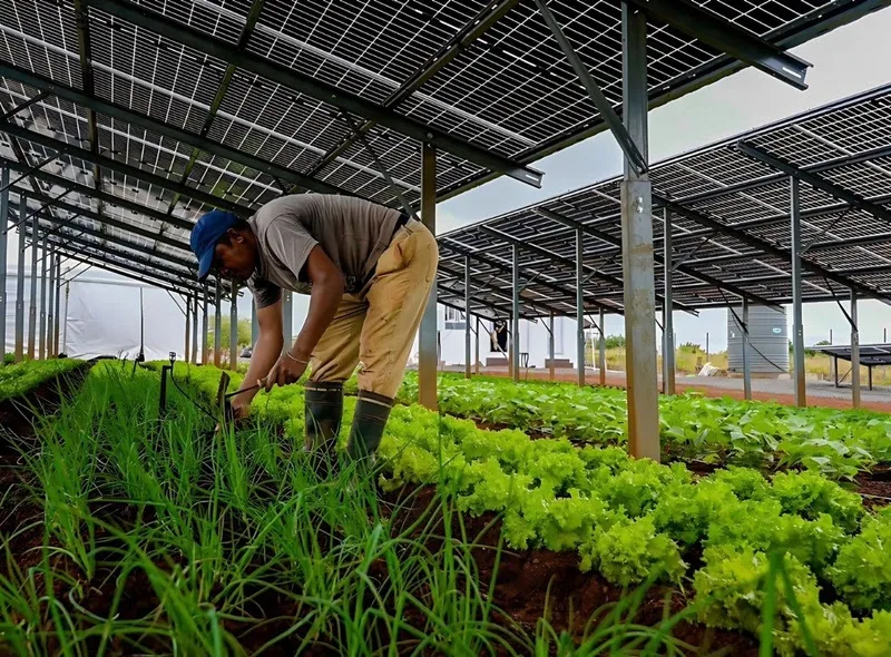 Solar energy and agriculture share space in new project in Rio de Janeiro