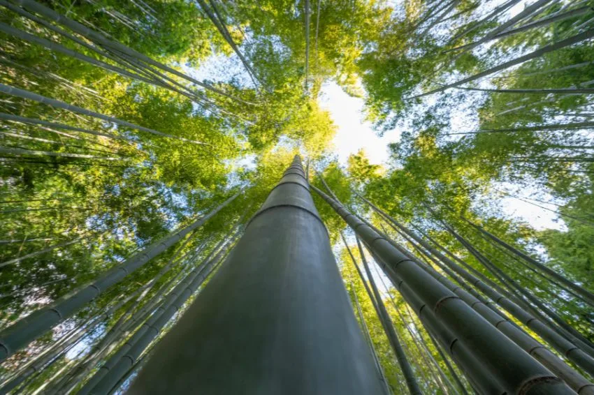 Canal Solar - MME abre consulta pública para regular captura e armazenamento de carbono