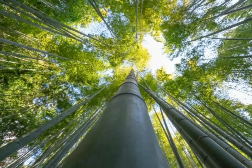 EPE amplia mapeamento de áreas para captura de carbono no Brasil