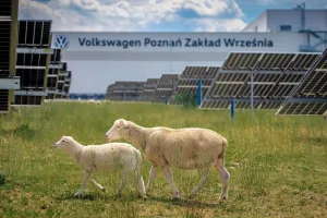 Volkswagen adota rebanho de ovelhas para manutenção de usina solar