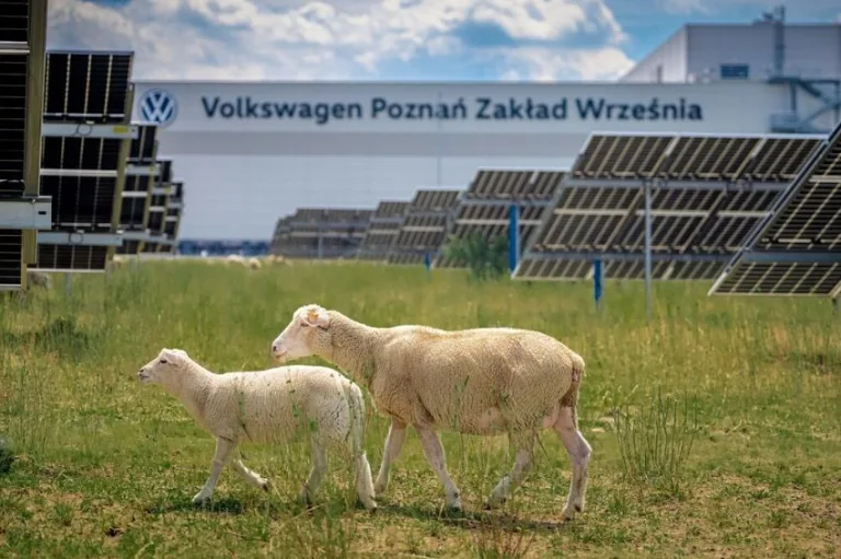Volkswagen adota rebanho de ovelhas para manutenção de usina solar