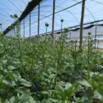 Canal Solar - Cooperativa de flores terá usina solar de 1,2 MW em centro de cultivo
