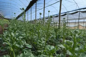 Canal Solar - Cooperativa de flores terá usina solar de 1,2 MW em centro de cultivo