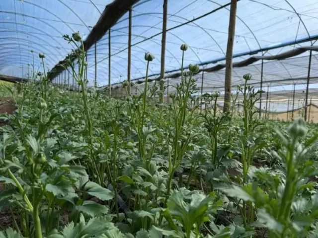 Canal Solar - Cooperativa de flores terá usina solar de 1,2 MW em centro de cultivo