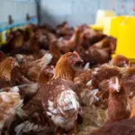 Canal Solar - Falta de energia mata aves, gera prejuízo à agroindústria e distribuidora é condenada pela Justiça