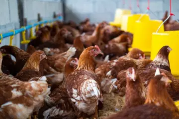 Canal Solar - Falta de energia mata aves, gera prejuízo à agroindústria e distribuidora é condenada pela Justiça