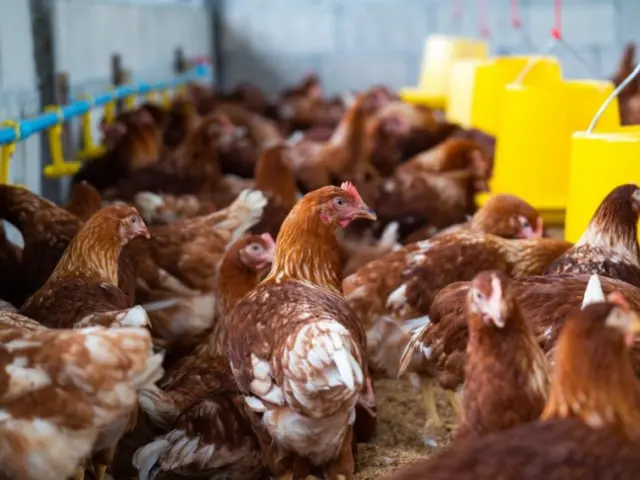 Canal Solar - Falta de energia mata aves, gera prejuízo à agroindústria e distribuidora é condenada pela Justiça